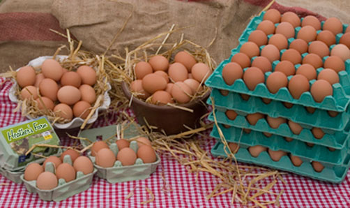 Commercial & Free Range Eggs